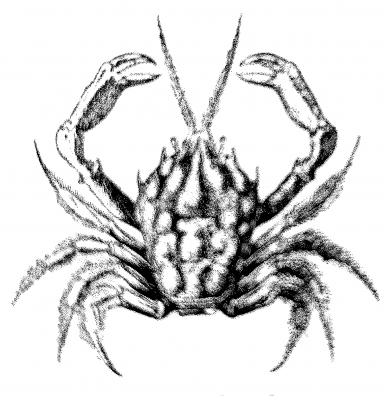 Crabe