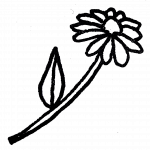 margueurite